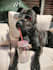 create dog ugc for your pet brands products