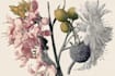 create elegant vintage botanical illustrations