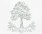 create a minimalist tree logo design for your business