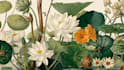 create a beautiful vintage botanical illustration poster