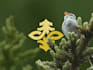 create professional and specially tree service logo design