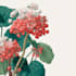 draw scientific botanical flower illustration