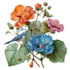 draw professional botanical flower illustration