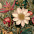 create professional botanical flower illustrations