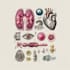 do medical, human anatomy and scientific illustrations