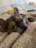 create pet ugc videos using my frenchy dog