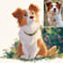 draw your pet portrait into cute disney style