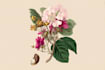 paint botanical and scientific illustrations