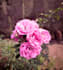 do photoediting on lightroom