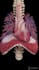 do 2d 3d medical surgery anatomy animation video and motion graphics