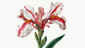 drawn botanical illustration, flower, plant