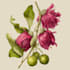 do an awesome botanical plants illustration