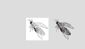 do convert logo to embroidery digitizing 1 hours