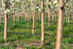 improve crop yield, save water with a smart irrigation guide