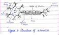 create biology notes, illustrations and canva presentations