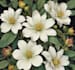 design a botanical illustration