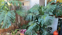 diagnose and fix your plant problems step by step