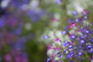professionally critique your flower photography