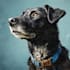 make a minimalist pet portrait  art