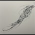 create a professional tribal tattoo design