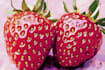 do food pop art