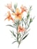 hand paint botanical illustrations