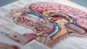 draw detailed medical illustrations