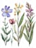 design a botanical illustration
