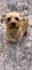 create elite dog content that converts