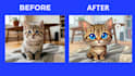 transform your pet into a viral cartoon avatar