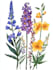 illustrate best botanical illustration