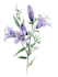 hand paint botanical illustrations