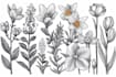 create botanical line art illustration, flower  illustration