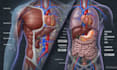 create ai powered medical 3d animation 3d anatomy visualization explainer video