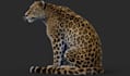 remodel 3d custom fantasy creature,vfx mammal, leopard model,xgen hair grooming
