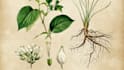 do a botanical illustration