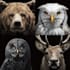 draw all kinds of animals