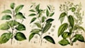 design best botanical illustration
