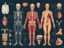 create high quality medical and anatomical illustrations