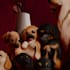 create a baroque or  renaissance style digital pet portrait