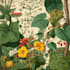 do a botanical illustration