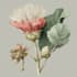 draw botanical illustration flower, plant