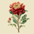 drawn botanical illustration, flower, plant