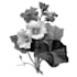 flowers, leaves, fruits, plants
