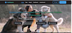 build a responsive  web application