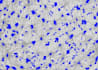 build skin and hair analysis system based on image processing and ai