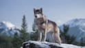 create realistic 3d animal cgi animation and vfx compositing