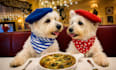 create unique and engaging dog focused ugc content