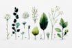 draw realistic botanical watercolor illustration