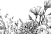 do best botanical line art illustration